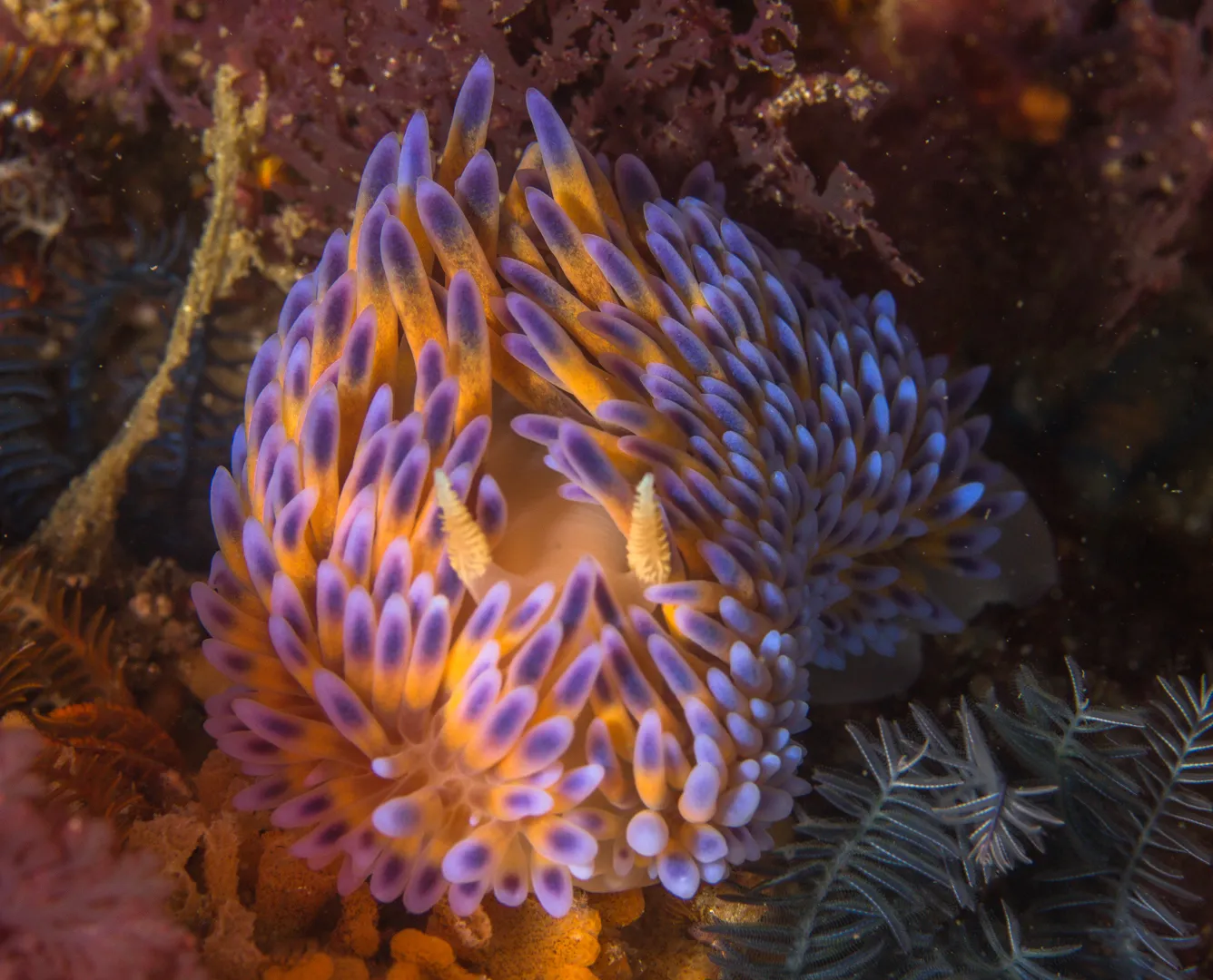 Sunlight filtering through a vibrant reef