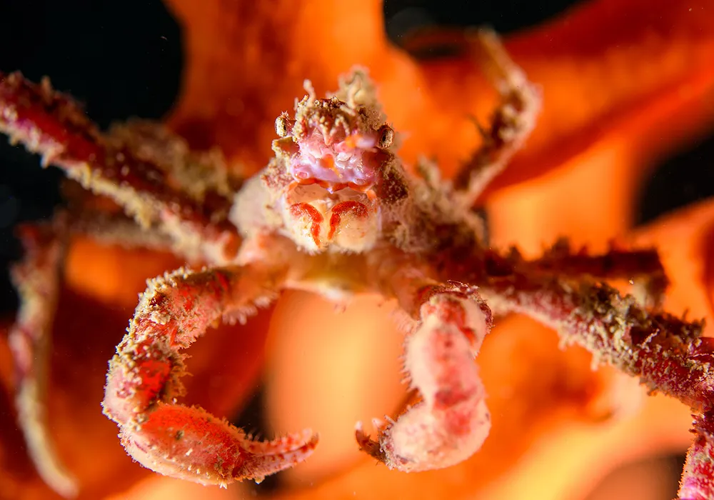 FBUC Marine Life 3